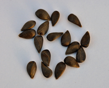 Malus sieversii seeds collected in Kazakhstan.
